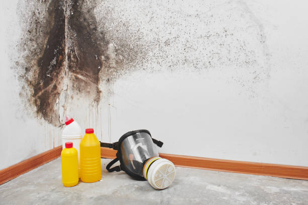 Best Localized Mold Remediation (e.g., coastal areas, humid climates) in Hometown, IL