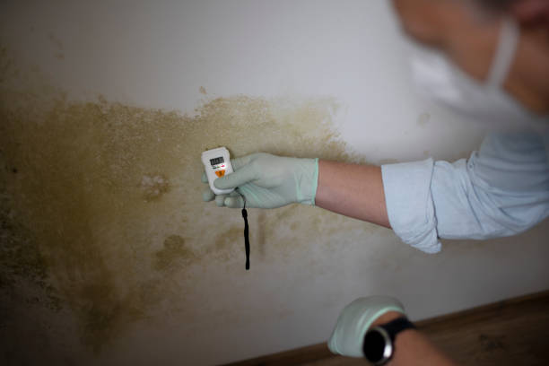 Best White Mold Remediation in Hometown, IL