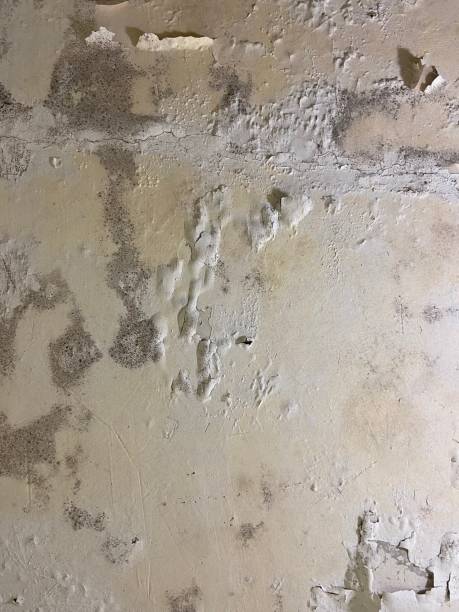 Best Residential Mold Remediation in Hometown, IL