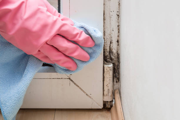 Best Kitchen Mold Remediation in Hometown, IL
