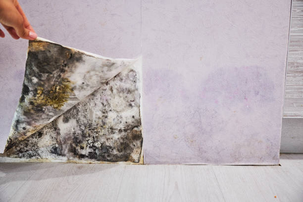 Best Mold Testing and Inspection Services in Hometown, IL